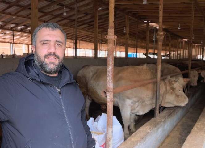 Adı Paşa, fiyatı yarım milyon! Kurbanlık boğa bu yılın gözdesi 7